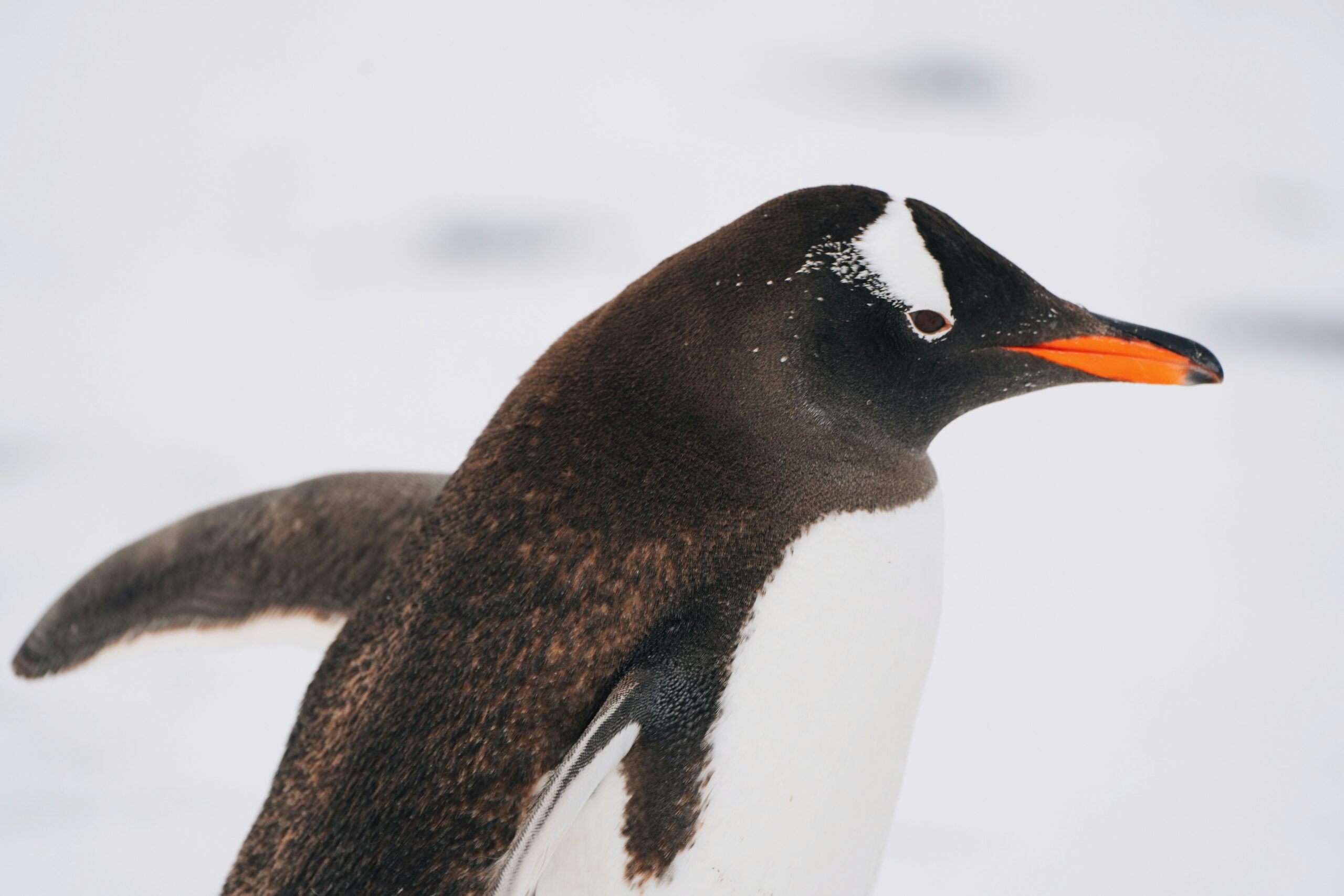 Source-Based Linux Distributions in Enterprise Environments: A Technical Analysis of Gentoo Linux for Security-Critical Infrastructure